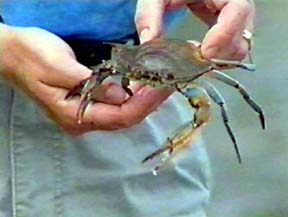 blue crab