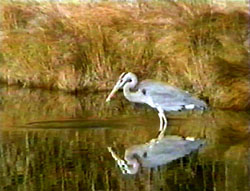 blue heron