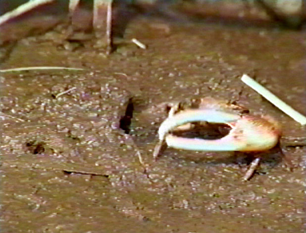 fiddler crab