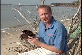 horseshoe crab