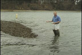 oyster reef