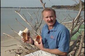 rappa whelk