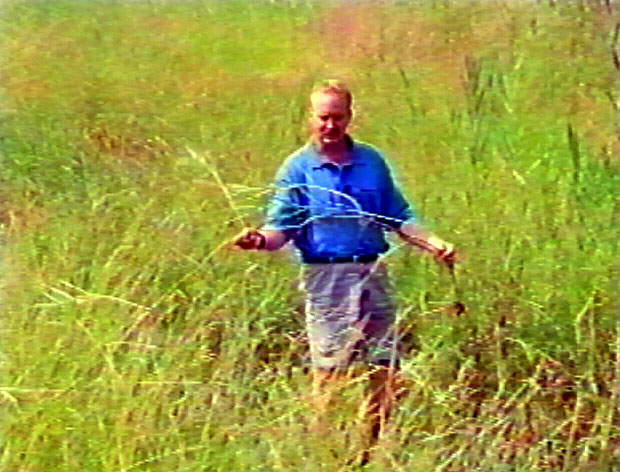 reed grass