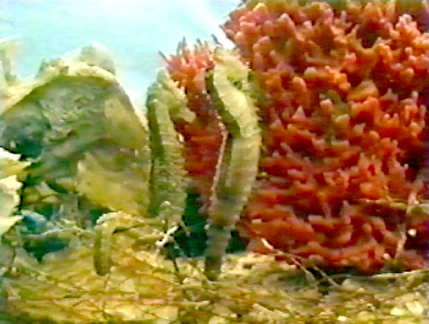 sea horse