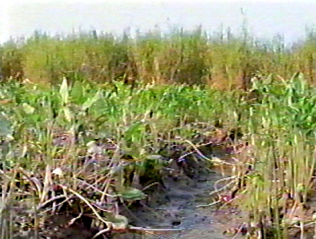 sea level rise