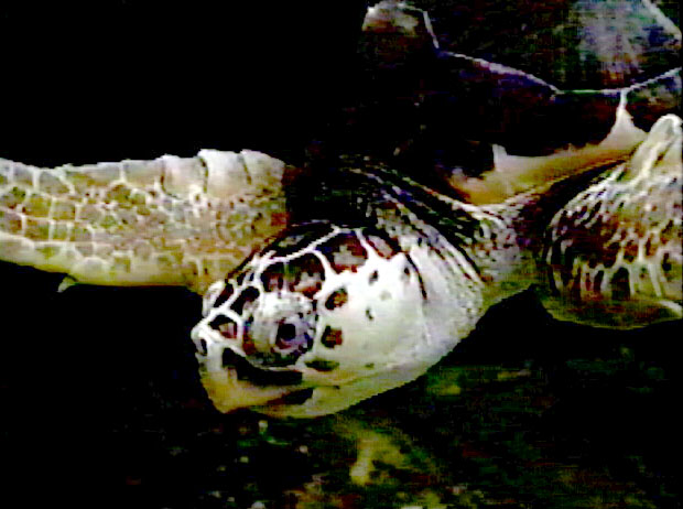 sea turtle