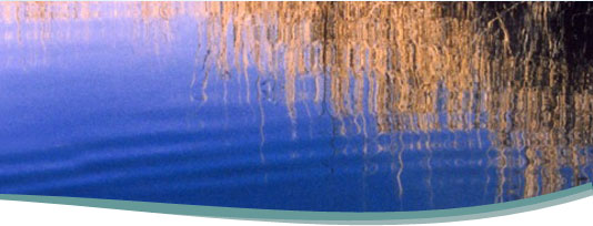 Grasses in marsh