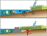 study questions for living shorelines research