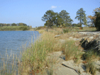 wetlands in va