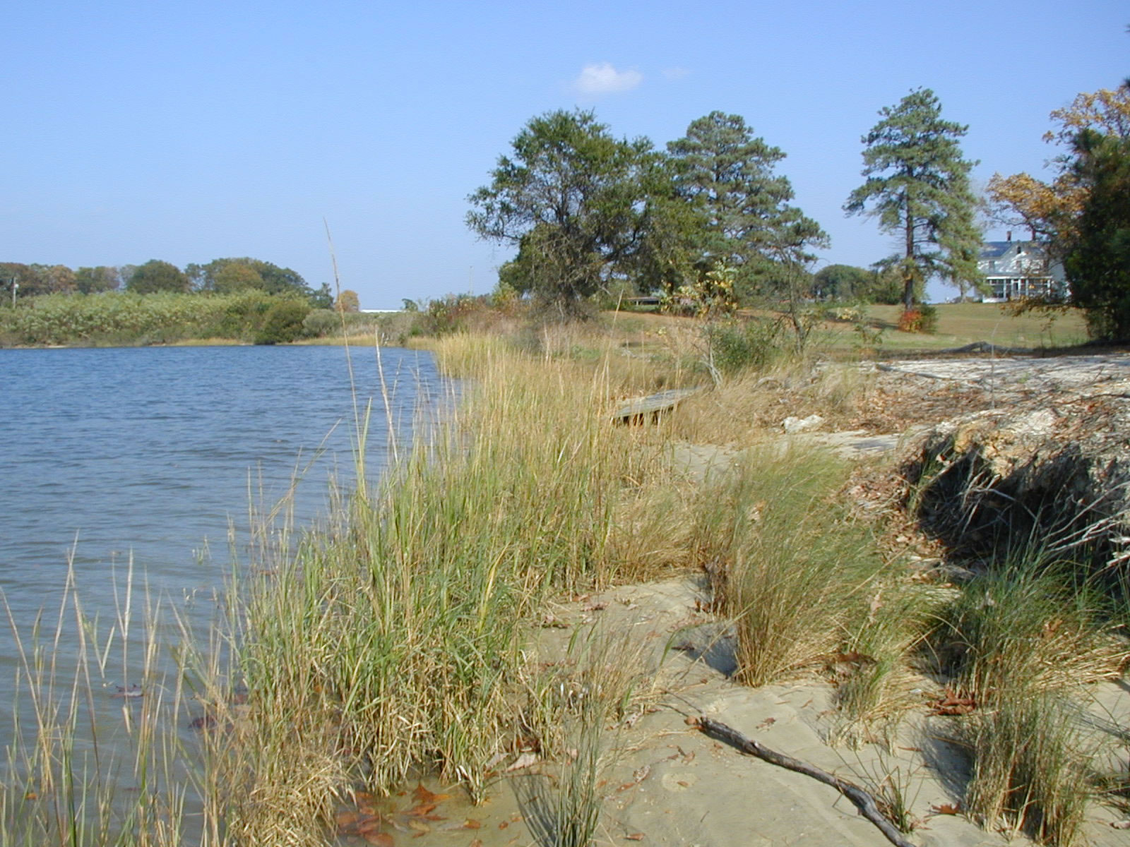 planted marsh
