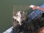 crab trap with fish