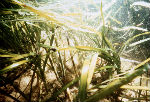 submerged aquatic vegetation