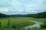 tidal marsh