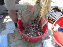 fish in bucket