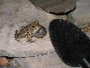 Toad with mic