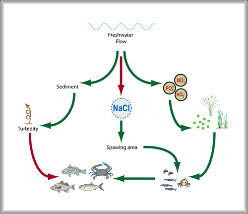 Biological Flow Diagram