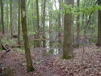 Forested Wetland