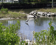 great blue heron