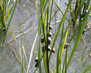 snails on grass