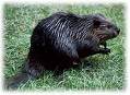 beaver