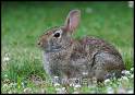 cottontail