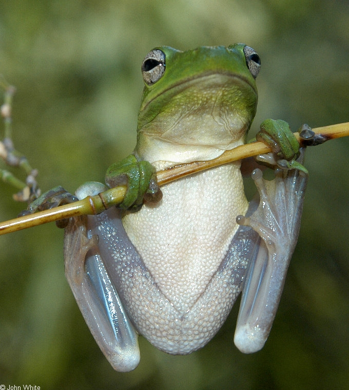 green treefrog