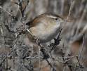 marsh wren