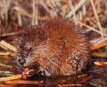 muskrat