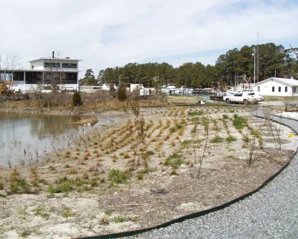 native plants