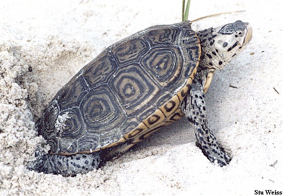 northern diamondback terrapin