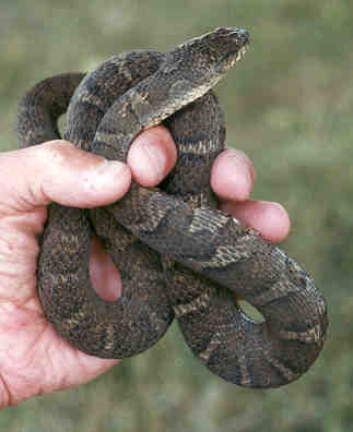 northern watersnake