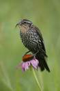 female red-winged blackbird