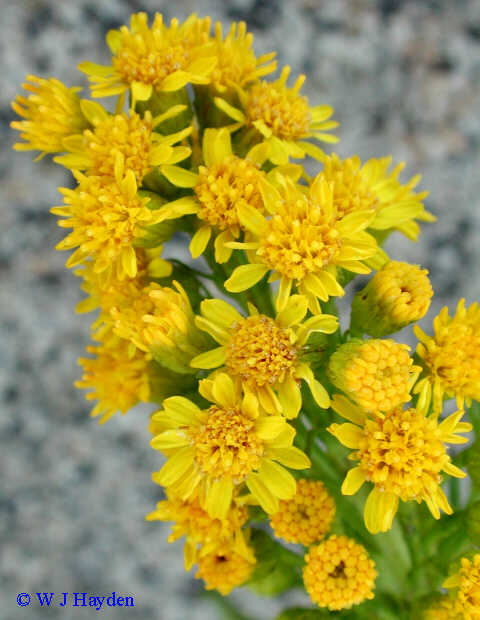 solidago