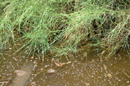 wetlands water quality