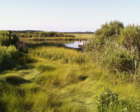 wetland area