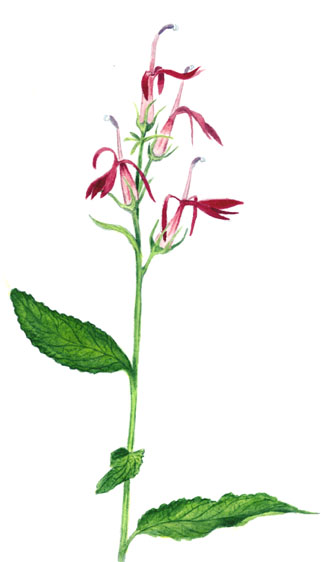 cardinalflower