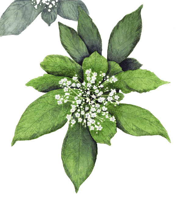 swamp dogwood