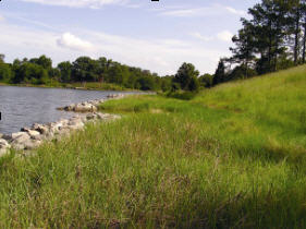 livingshoreline