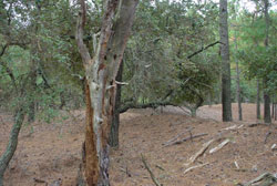 Maritime Forest