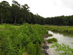 Forest marsh