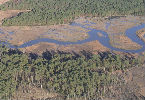 tidal wetlands
