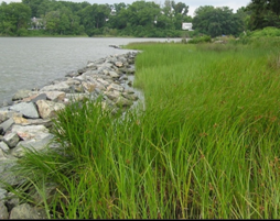 living shoreline