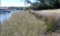 Florida Bayou Texar After Living Shoreline Treatment