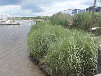 Delaware living shoreline