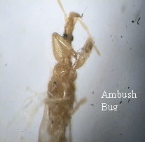 ambush bug