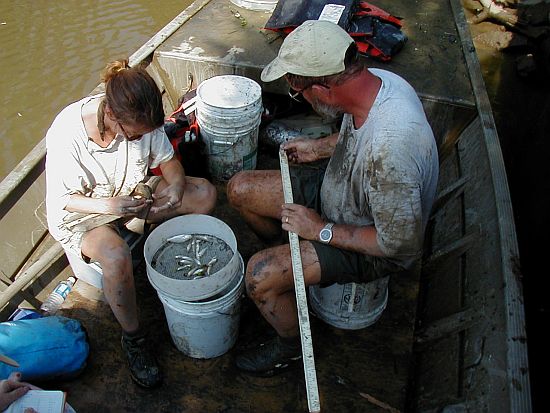 sorting fyke net catch