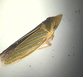 leafhopper