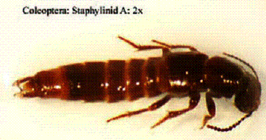rove beetle