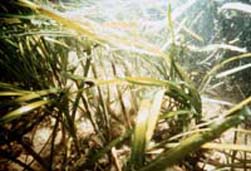 eelgrass