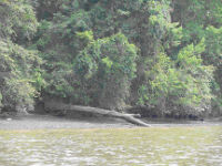 riparian shoreline